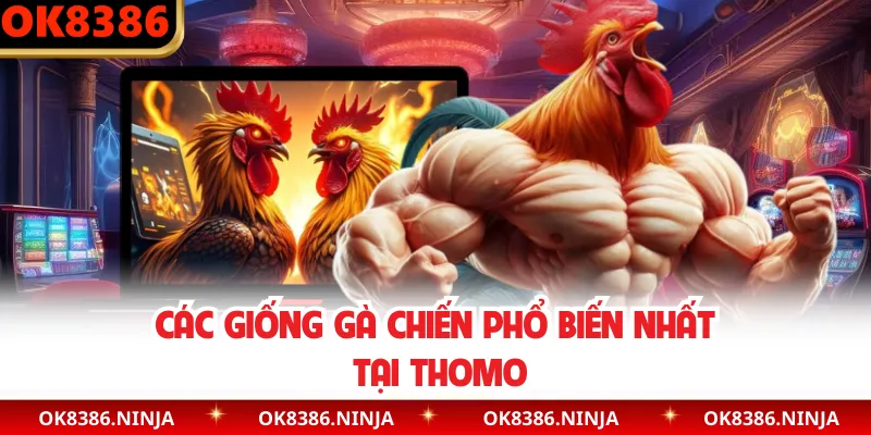 Các giống gà chiến phổ biến nhất tại Thomo