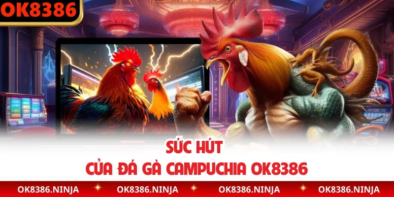 Sức hút của đá gà Campuchia OK8386